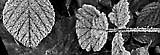 [2000 card: frozen leaves]
