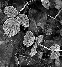 "Frozen Leaves, Hermitage of Braid"