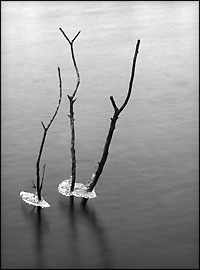 "Ice and Branches, Gladhouse Reservoir"