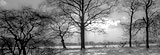 [2003 card: Trees]