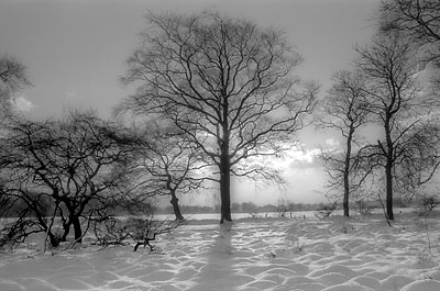Winter Tree, Livingston